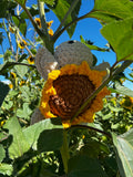 Turtle Crochet Plushie - Sunflower