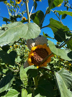 Turtle Crochet Plushie - Sunflower