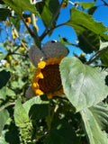 Turtle Crochet Plushie - Sunflower